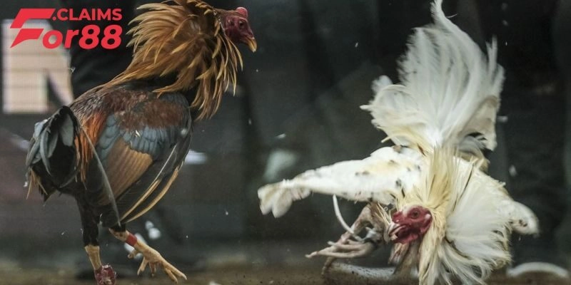 Cách Nuôi Gà Đá Chân Mạnh – Top 3+ Bí Quyết Giúp Gà Sung Mãn