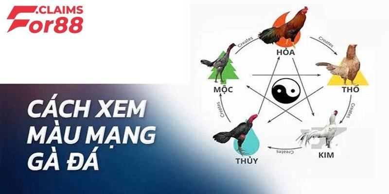Vì sao xem màu mạng lại cần thiết trong đá gà?